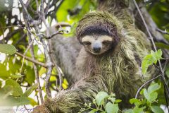 Paresseux à trois doigts - Pale-throated sloth
