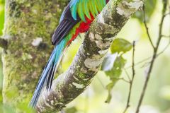 Quetzal resplendissant