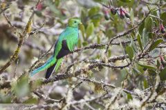 Quetzal resplendissant