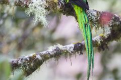 Quetzal resplendissant