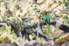 Quetzal resplendissant