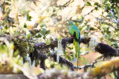 Quetzal resplendissant