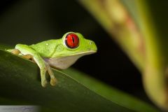 Rainette aux yeux rouges