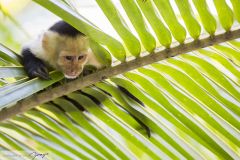 Sapajou capucin - Colombian white-faced capuchin