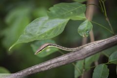 Serpent liane