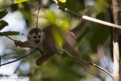 Singe écureuil - Saïmiri commun