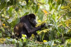 Singe hurleur à manteau - Mantled howler