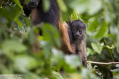 Singe hurleur à manteau