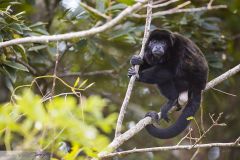 Singe hurleur à manteau - Mantled howler