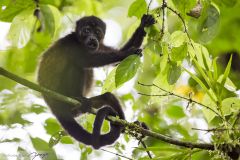 Singe hurleur à pèlerine