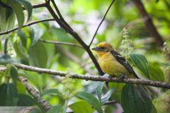 Tangara à dos rayé - Flame-colored tanager