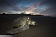 Tortue de Ridley, Tortue olivâtre en train de pondre sur la plage ; Ridley's turtle laying on the beach
