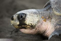 Tortue de Ridley, Tortue olivâtre