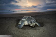 Tortue de Ridley, Tortue olivâtre