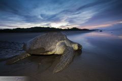 Tortue de Ridley, Tortue olivâtre