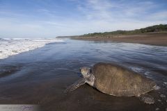 Tortue de Ridley, Tortue olivâtre