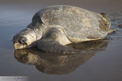 Tortue de Ridley, Tortue olivâtre