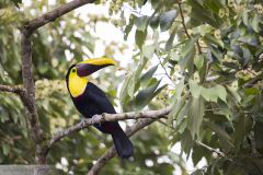 Toucan de Swainson