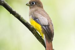 Trogon à lunettes jaunes