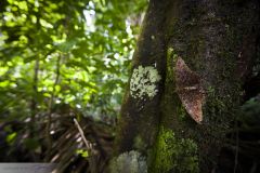 papillon en forêt