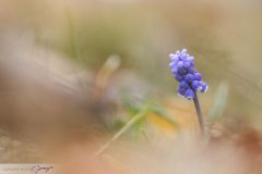 Muscari négligé