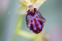 Ophrys noirâtre