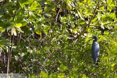 Aigrette bleue