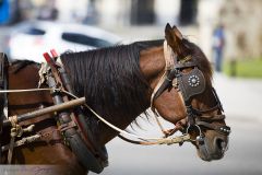 Cheval tirant une calèche