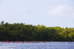 Flamant des Caraïbes