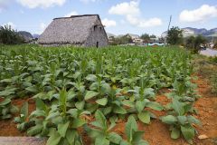 Plantation de tabac