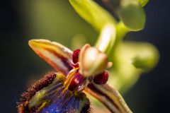 Ophrys miroir