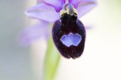 Ophrys de la Drôme