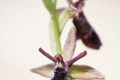Ophrys hybride