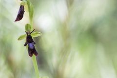 Ophrys mouche