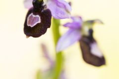 Ophrys de la Drôme