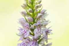 Orchis de Fuchs