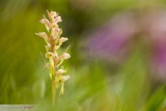 Orchis grenouille