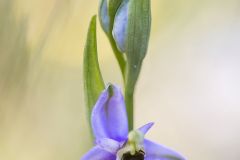 Ophrys bécasse