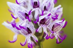 Orchis singe