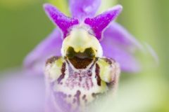 Ophrys de la Durance