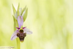 Ophrys bécasse