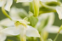 Orchis verdâtre ; Greater butterfly-orchid