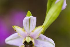 Ophrys de l'Aveyron