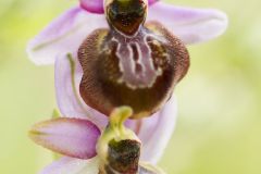 Ophrys de l'Aveyron