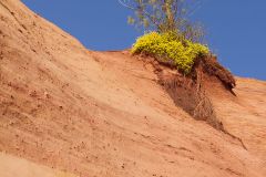 Arbre sur l'ocre