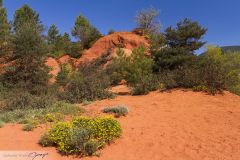 Arbre sur l'ocre