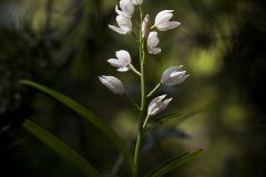 Céphalanthère à longues feuilles