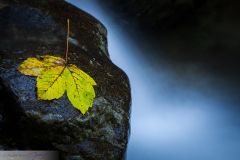 Feuille échouée dans la cascade