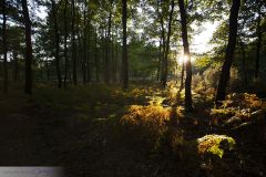 Forêt de Larçay