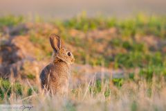 Lapin de garenne